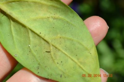болезни пионов и их лечение скручивание листьев