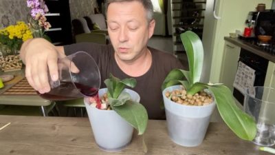как часто поливать орхидею