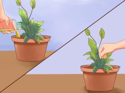 как размножаются комнатные растения