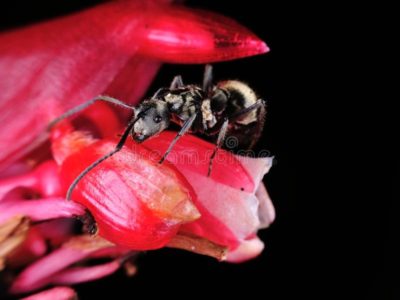 муравьи на пионах как избавиться