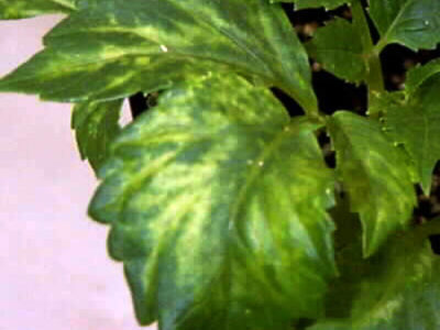 болезни пионов и их лечение скручивание листьев