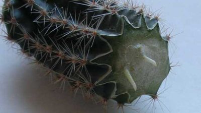 болезни кактусов и их лечение