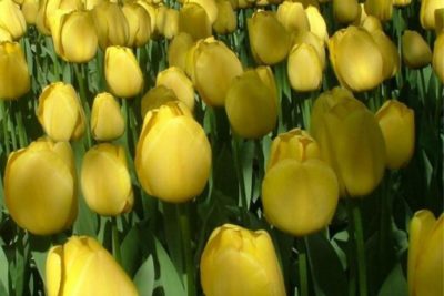 тюльпаны низкорослые сорта