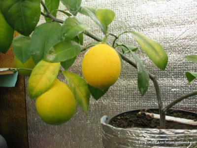 когда пересаживать лимон в домашних условиях