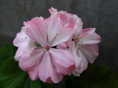 пеларгония australien pink rosebud