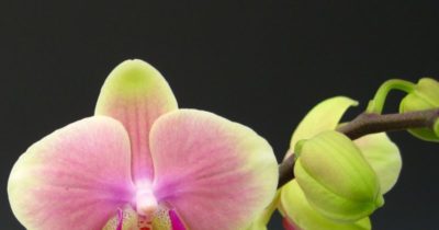 все о орхидеях фаленопсис