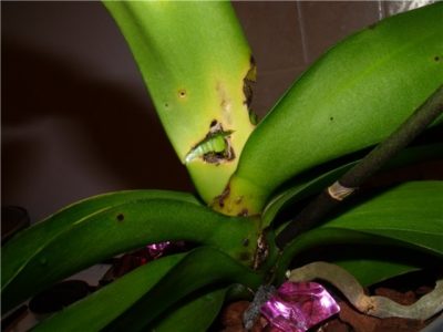 вредители орхидей фаленопсис