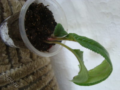 размножение стрептокарпуса листом