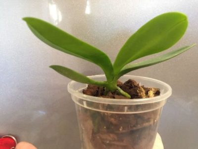 как рассадить орхидею в домашних условиях