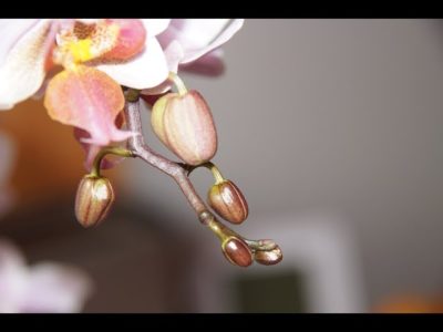 орхидея мультифлора что это такое
