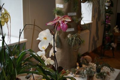 как определить сорт орхидеи