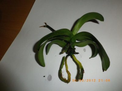 как укоренить орхидею без корней