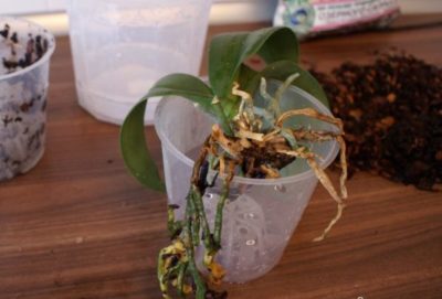 как рассадить орхидею