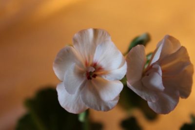 appleblossom rosebud пеларгония
