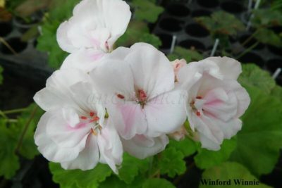 appleblossom rosebud пеларгония