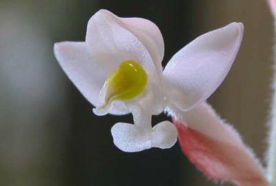 орхидея лудизия уход в домашних условиях