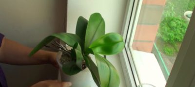 цветок фаленопсис как ухаживать в домашних условиях