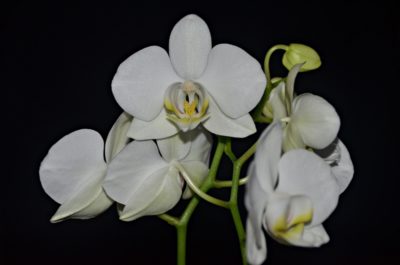 желтая орхидея фаленопсис