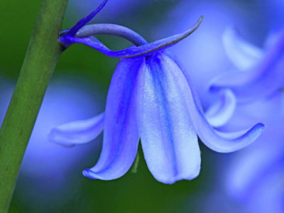 многолетние синие цветы