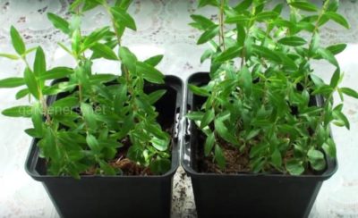 гелихризум выращивание из семян в домашних условиях