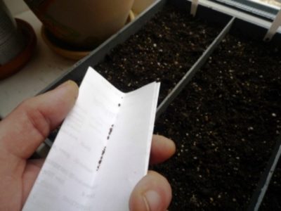 как сеять ромашку на рассаду