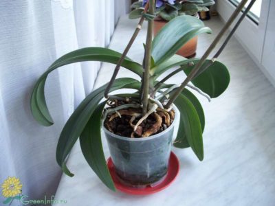 как цветет орхидея в домашних условиях