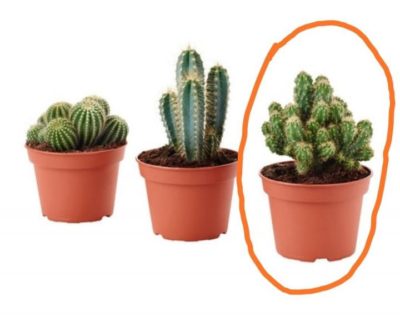 растение похожее на кактус