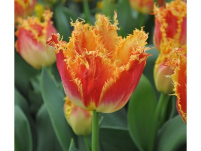 многоцветковые тюльпаны сорта