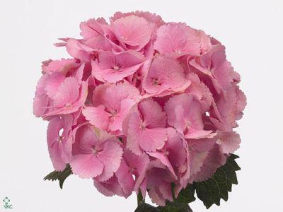 гортензия розовая сорта