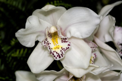 орхидея родина растения