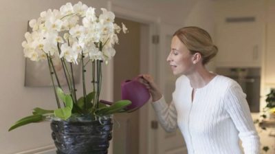 почему нельзя держать дома орхидеи