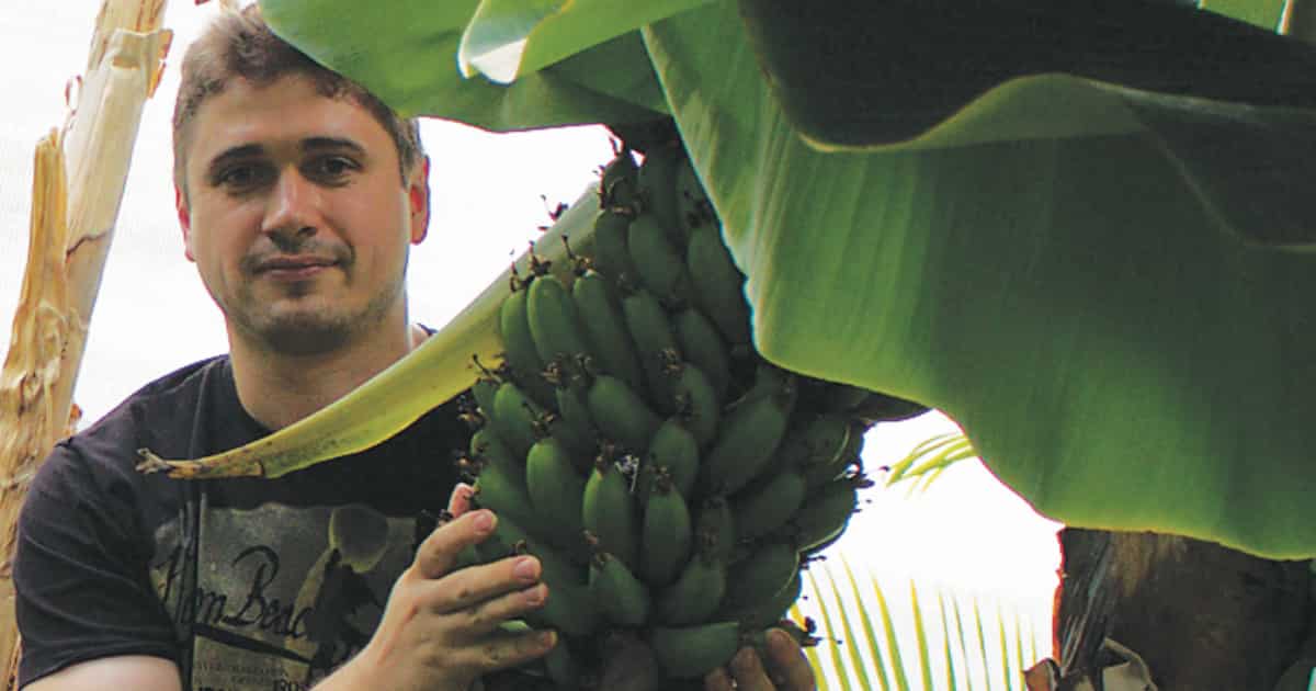 Вырастить банан из покупного банана. Вырастить банан. Банан комнатный. Вырастить банан дома. Бананы выращивание.