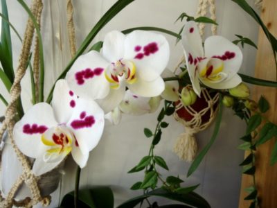 орхидея фаленопсис в природе
