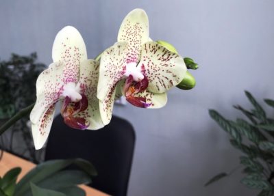 описание цветка орхидея
