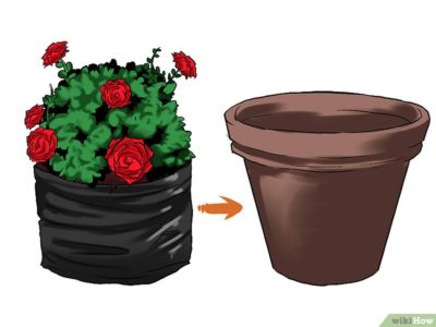 выращивание роз в контейнерах