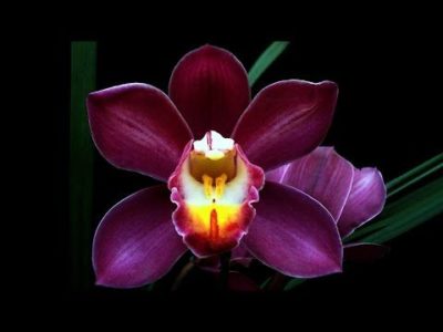 орхидея цимбидиум уход в домашних условиях