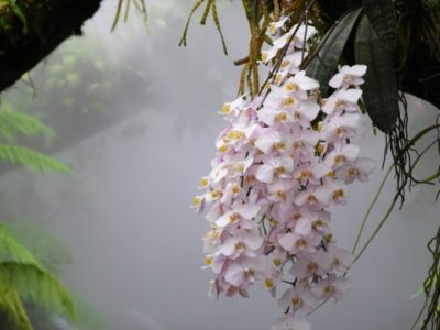 где растут орхидеи