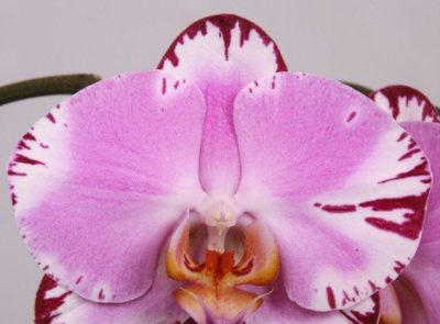 сорта орхидей фаленопсис