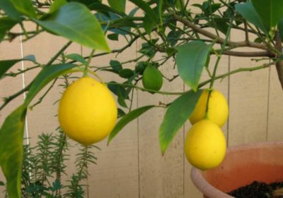 как часто поливать лимон в домашних условиях
