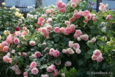 парковые розы уход и выращивание