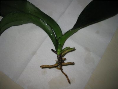 как обрезать корни у орхидеи