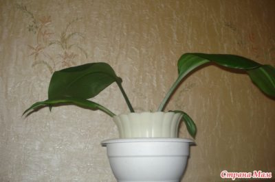 комнатное растение с широкими листьями