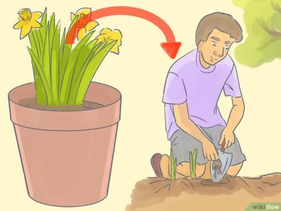 как сделать клумбу для тюльпанов
