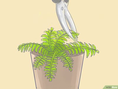 как посадить папоротник в горшок