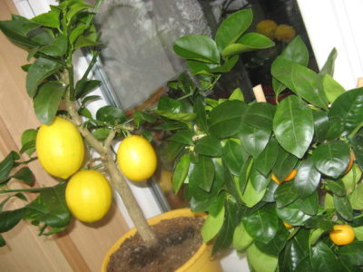 как выращивать лимон дома