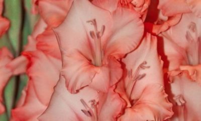 цветы похожие на гладиолусы