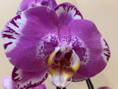 описание цветка орхидея