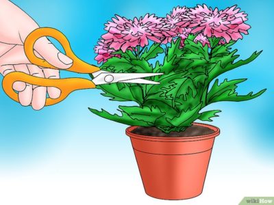 как сохранить хризантемы зимой не выкапывая