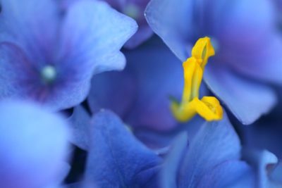 многолетние синие цветы