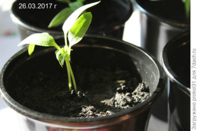 клеома выращивание из семян когда сажать